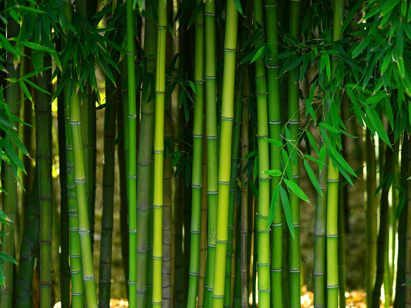 Bamboo forest - Bobbie Joe's in Tucson, AZ
