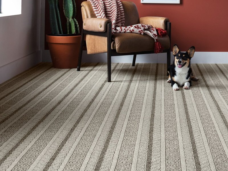 dog and chair on a carpet - bobbiejoes