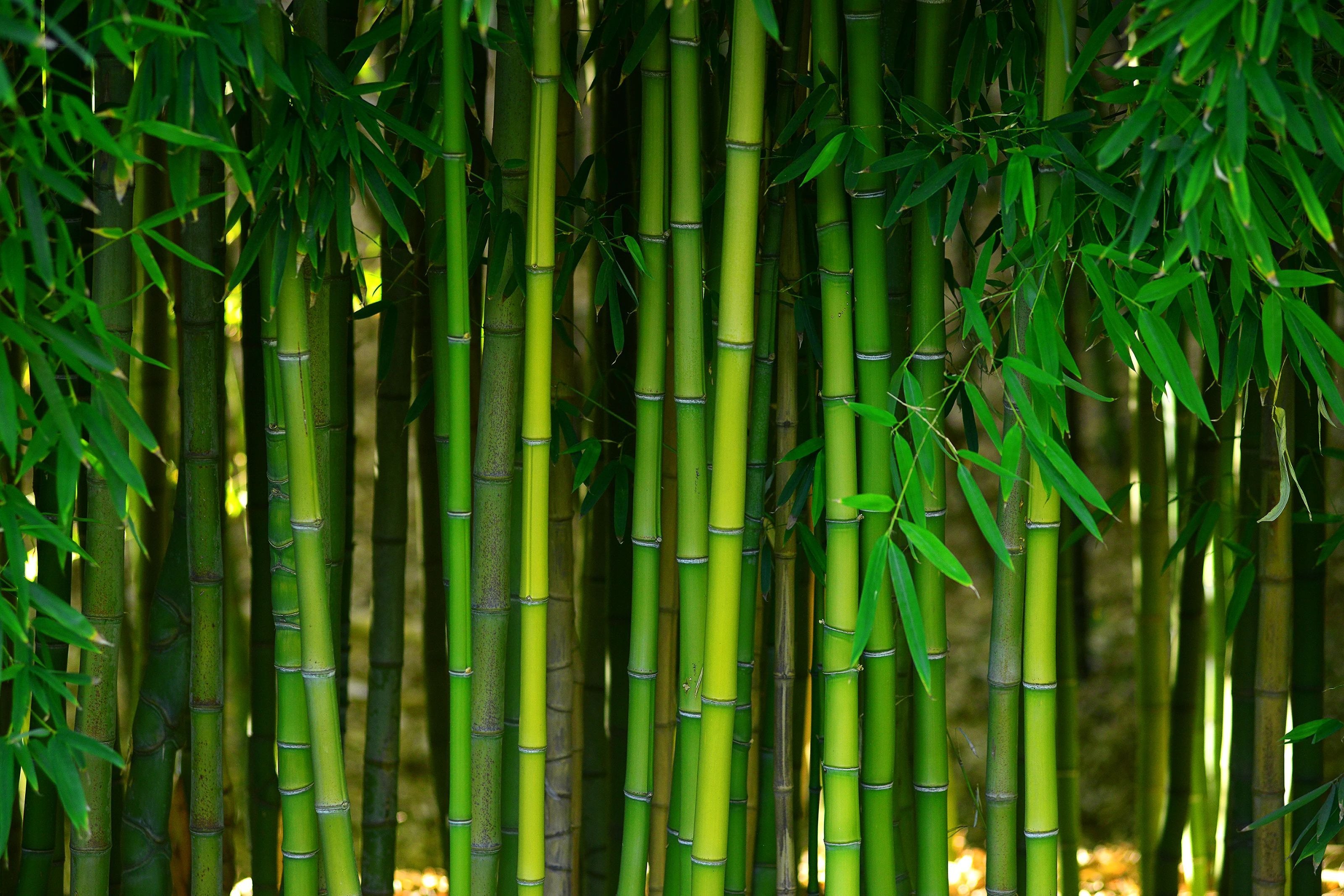 Bamboo forest - bobbiejoes